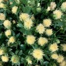Safflower White 10 Seeds