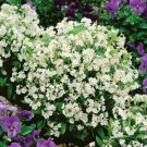 Forgetmenot White 200 Seeds