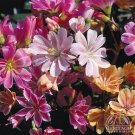 Lewisia Cotyledon Sunset Strain10 Seeds