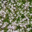 LaurentiaAxillaris White Star10 Seeds