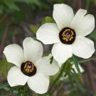Hibiscus Trionum 20 Seeds
