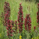 Echium RussicumVipers Bugloss 10 Seeds