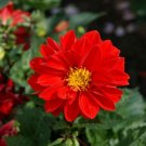 Dahlia Opera Red 15 Seeds