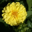 Dahlia Opera Yellow 15 Seeds