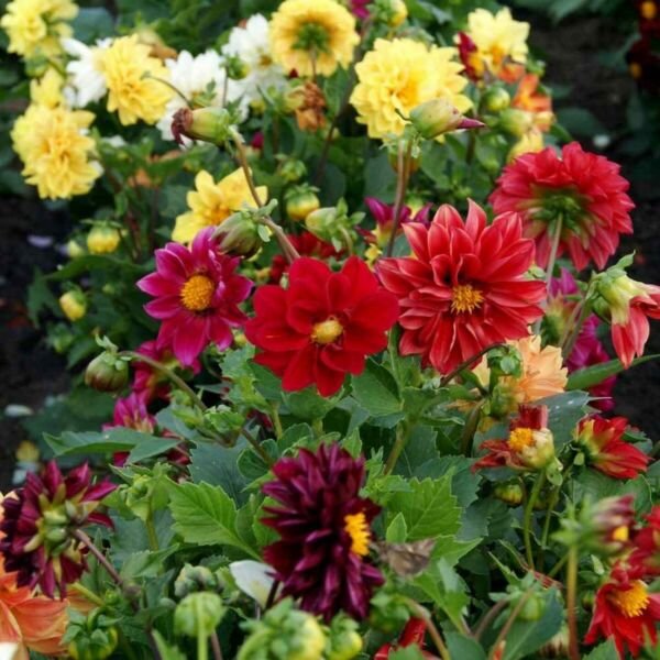 Dahlia Opera Mix 15 Seeds