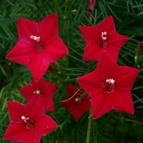 Cypress Vine Red 10 Seeds