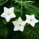 Cypress Vine White 10 Seeds
