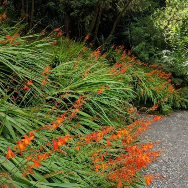 Crocosmia10 Seeds
