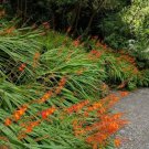 Crocosmia10 Seeds