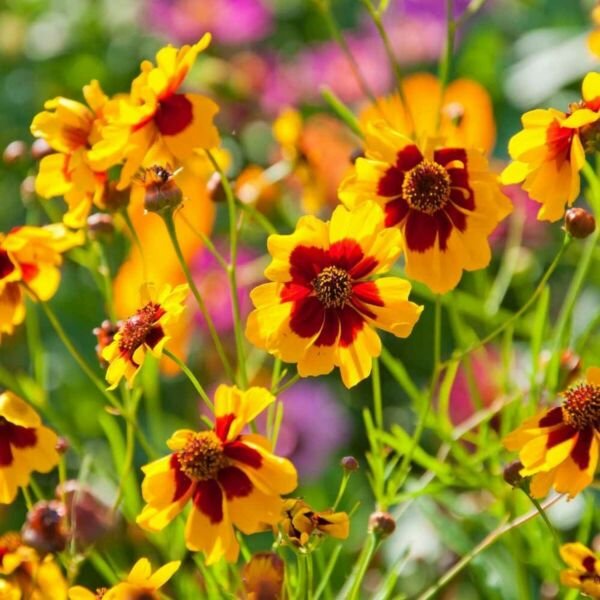 Coreopsis Plains 200 Seeds