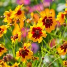 Coreopsis Plains 200 Seeds