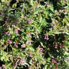 Cigar Plant Cuphea Ignea Rose 15 Seeds