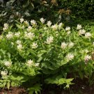 SpikenardAmericanAralia Racemosa 20 Seeds