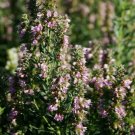 Hyssop Rose 25 Seeds