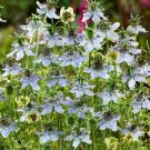 CuminBlack Nigella Sativa 50 Seeds