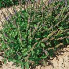 Basil Green Holy 50 Seeds