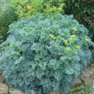 RueRuta Graveolens 25 Seeds