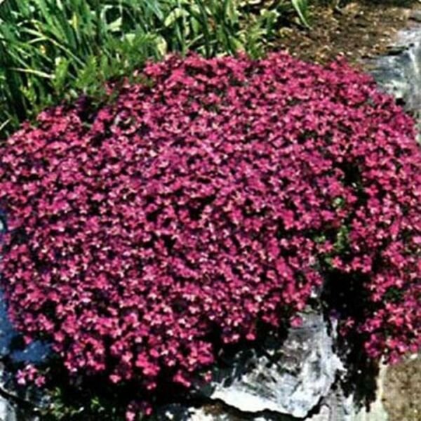 Rockcress Red 50 Seeds