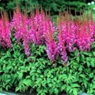 Astilbe Pumila Rosy 50 Seeds