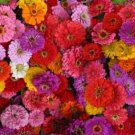 Zinnia Zin Master Mix 100 Seeds