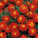 Marigold Red 50 Seeds