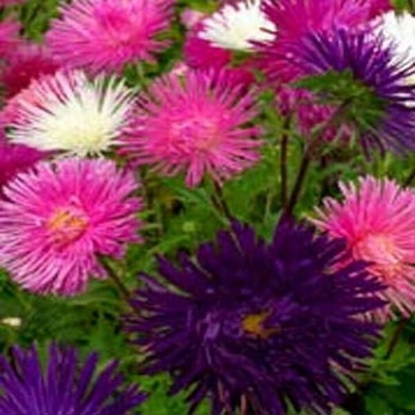 Aster Needle Mixed 50 Seeds