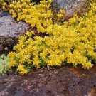 Sedum Acre 50 Seeds
