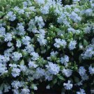 Catchfly Silene Snowdrop 200 Seeds