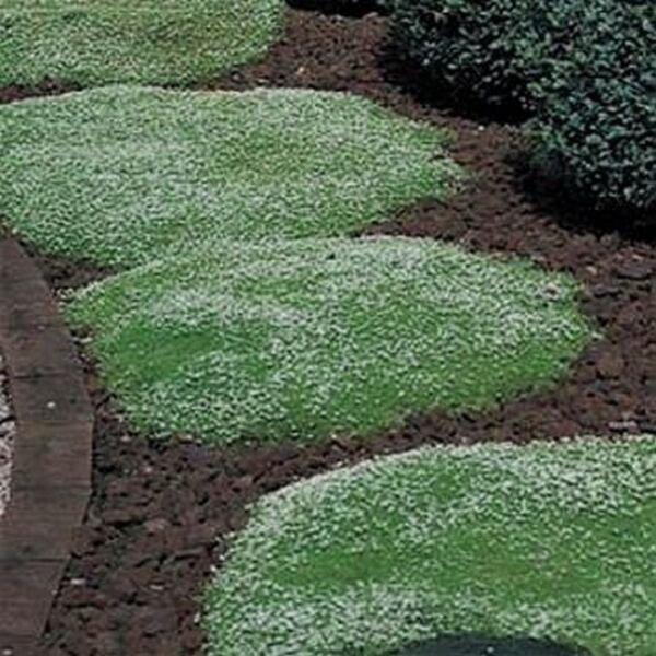 Irish Moss 100 Seeds