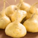 Maca Lepidium Meyenii Maca 25 Seeds