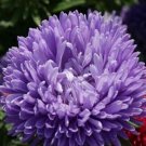 Aster Gremlin Double Lavender 50 Seeds
