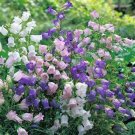 Canterbury Bells Mix 100 Seeds