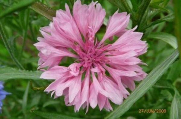 Bachelor Button Cornflower Pink 200 Seeds