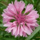 Bachelor Button Cornflower Pink 200 Seeds