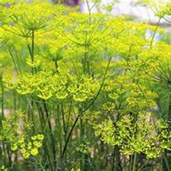 Fennel Florence 200 Seeds