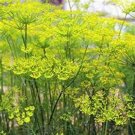 Fennel Florence 200 Seeds