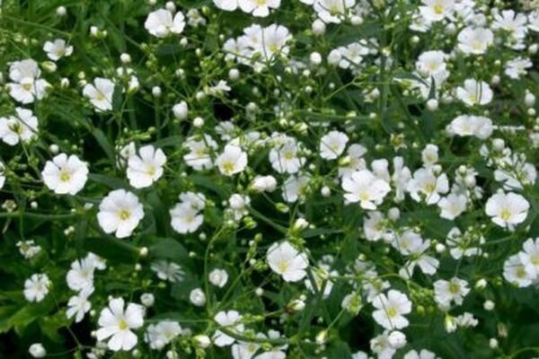 Baby's Breath White 500 Seeds