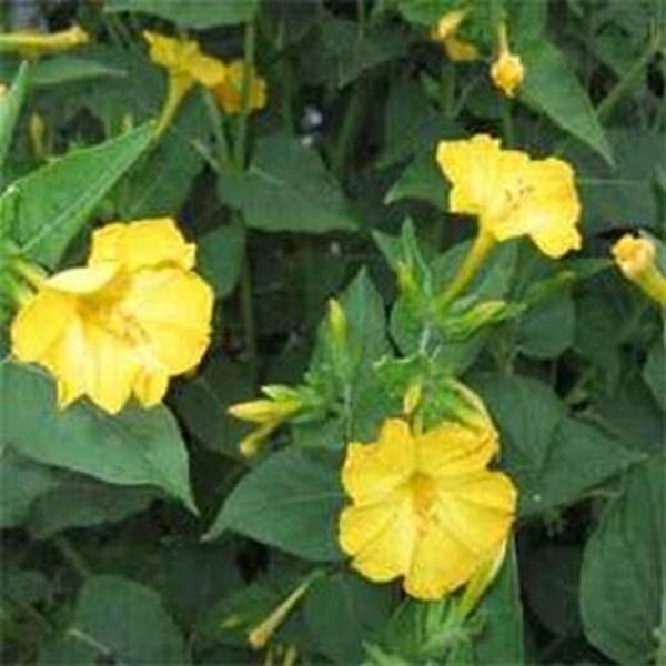 Four O'Clock Yellow 50 Seeds