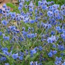ForgetMeNot Chinese blue 500 Seeds