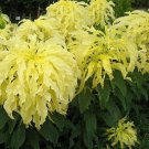 Amaranthus Yellow 100 Seeds