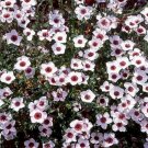 Flax Bright Eyes 100 seeds