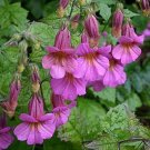 Foxglove Chinese 100 Seeds
