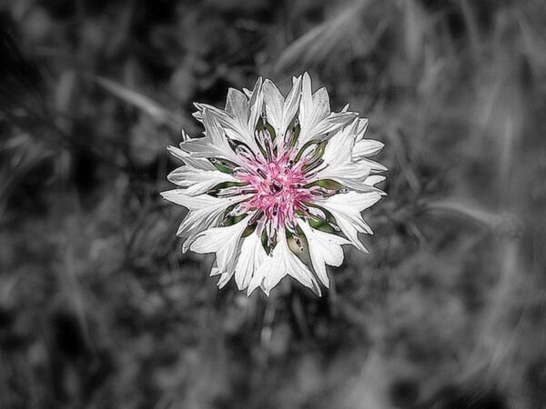 Bachelor Button Cornflower White 200 Seeds