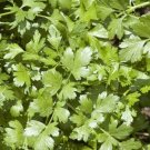 Arugula Rocket 200 Seeds