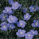 Flax Blue Linum Perene200 seeds