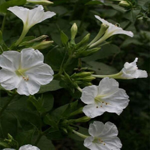 Four O'Clock White 50 Seeds
