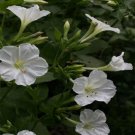 Four O'Clock White 50 Seeds