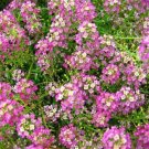 Alyssum Violet Queen 200 Seeds
