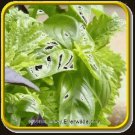 Basil Clove 50 Seeds