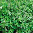 Marjoram Sweet Hortensis100 Seeds